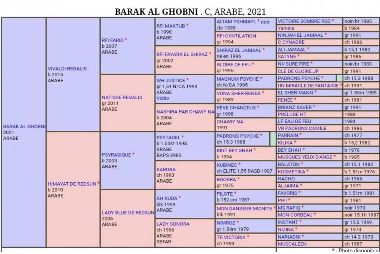 Intero Arabo In vendita 2021 Baio