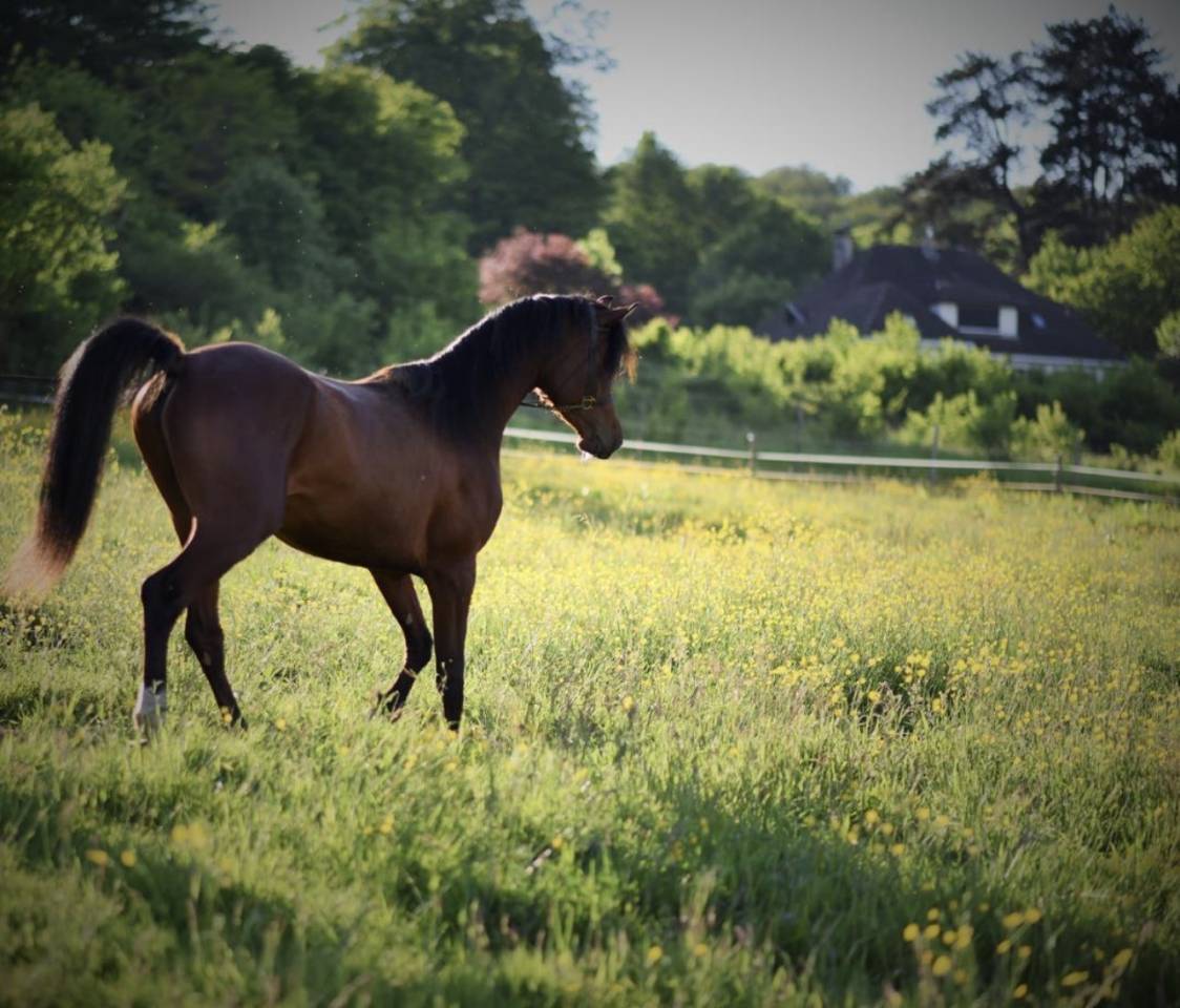 Intero Arabo In vendita 2021 Baio