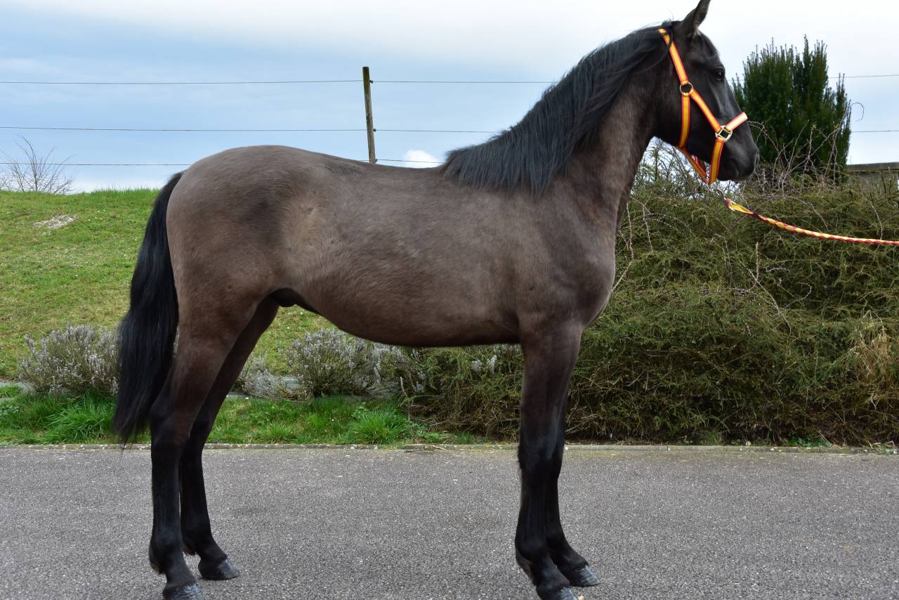 Intero PRE Andaluso In vendita 2024 Nero ,  NEGRITO XVI