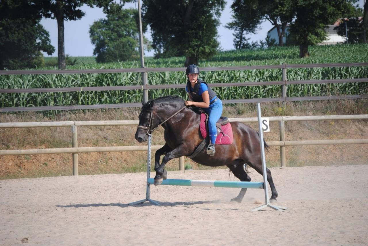 Castrone Origine Non Constatata In vendita 2007 Nero