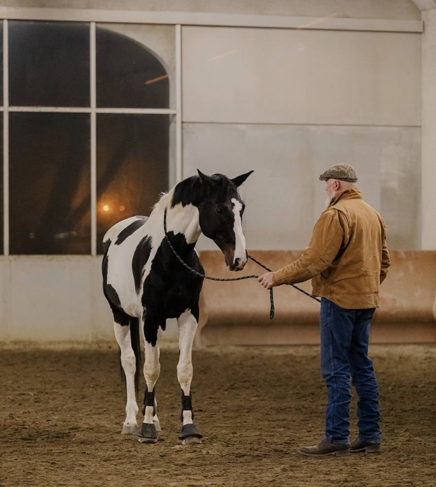Cavallo da salto pezzato