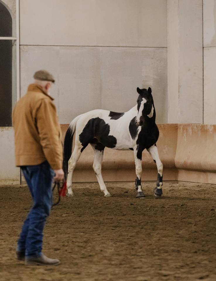 Cavallo da salto pezzato