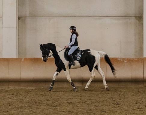 Cavallo da salto pezzato
