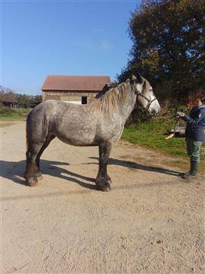 Puledra Origine non conosciuta  In vendita 2022 Grigio ,  HORSE DU LAC
