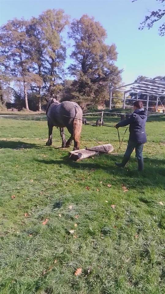 Puledra Origine non conosciuta  In vendita 2022 Grigio ,  HORSE DU LAC