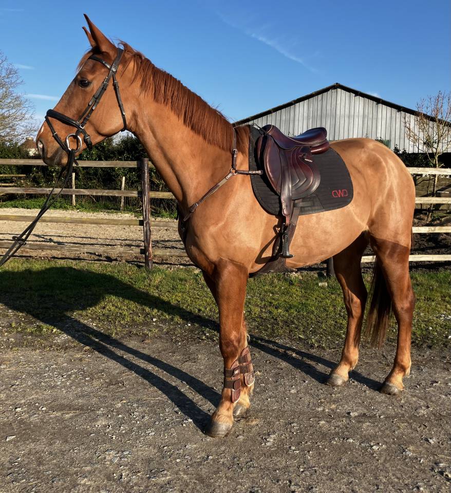 Castrone Sella Francese In vendita 2022 Sauro ,  CORIOLIS DES ISLES