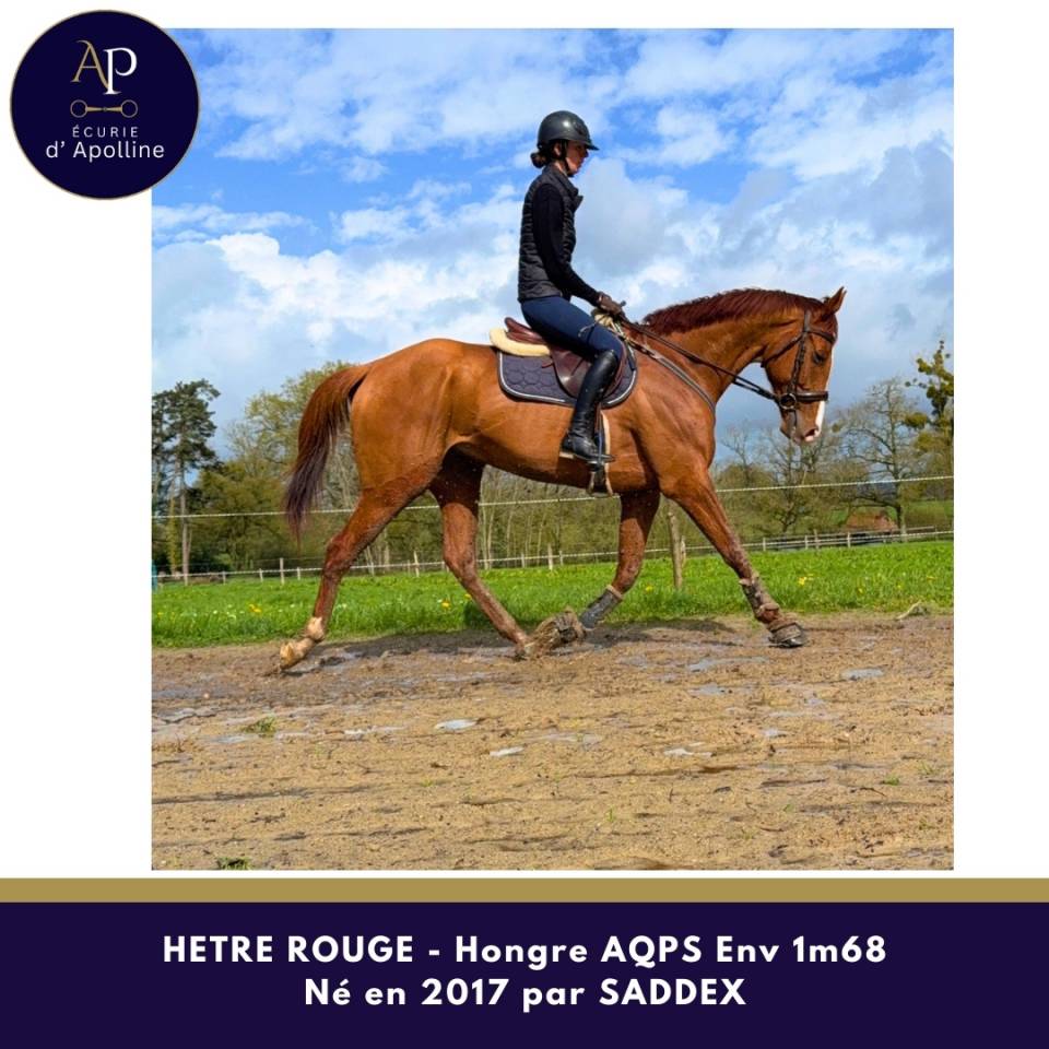 Castrone AQPS In vendita 2017 Sauro