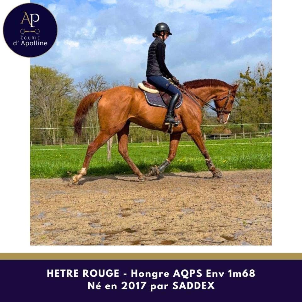 Castrone AQPS In vendita 2017 Sauro