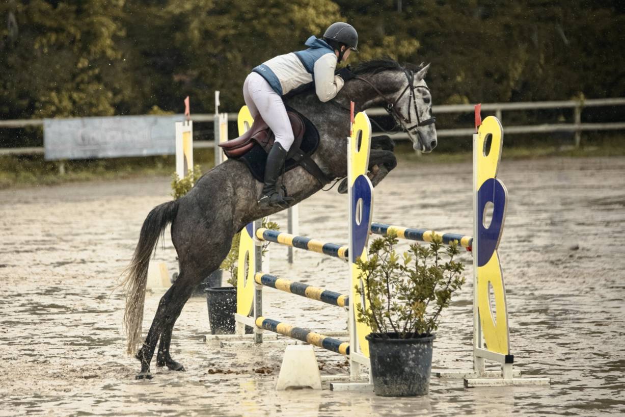 Castrone Origine non conosciuta  In vendita 2017 Grigio ,  ISANDRO TILA WPB