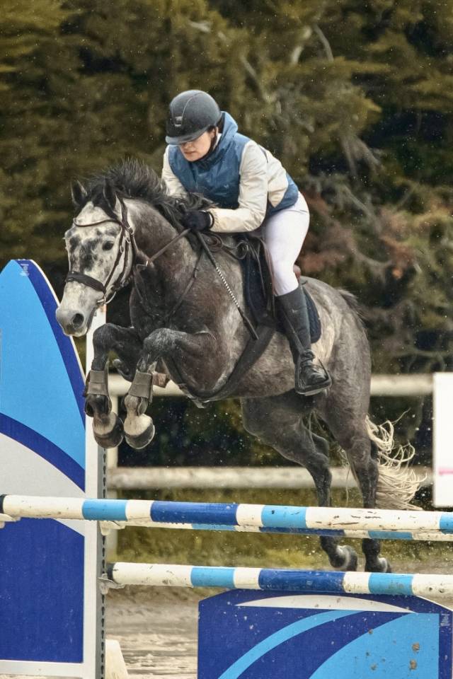 Castrone Origine non conosciuta  In vendita 2017 Grigio ,  ISANDRO TILA WPB