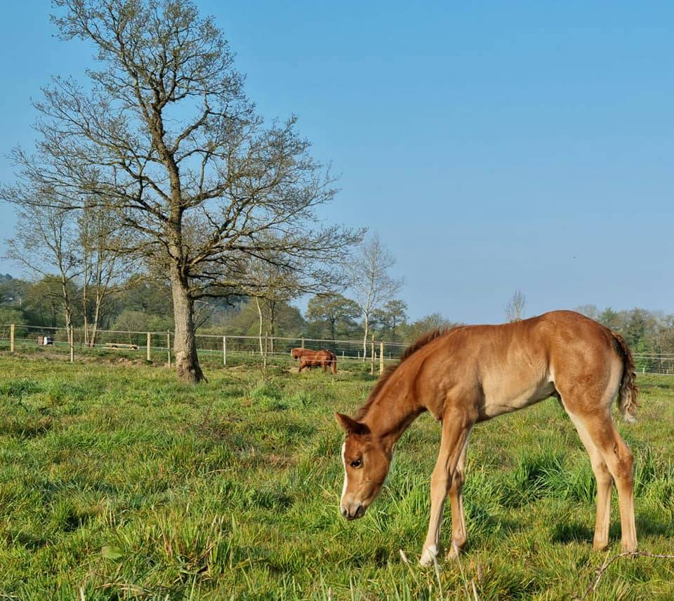 Scuderia per proprietari In vendita Ile-et-Vilaine