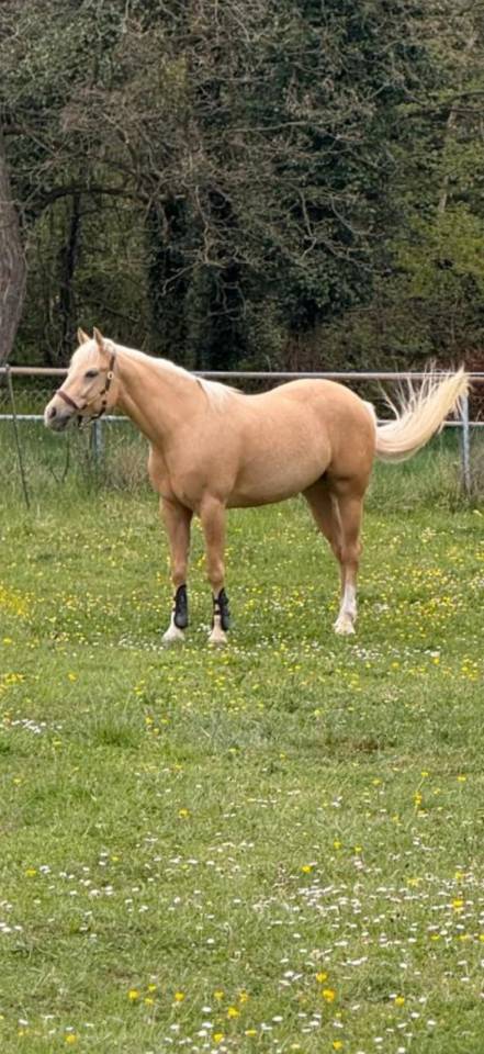 Castrone Quarter Horse In vendita 2020 Palomino