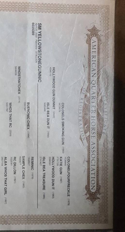 Castrone Quarter Horse In vendita 2020 Palomino