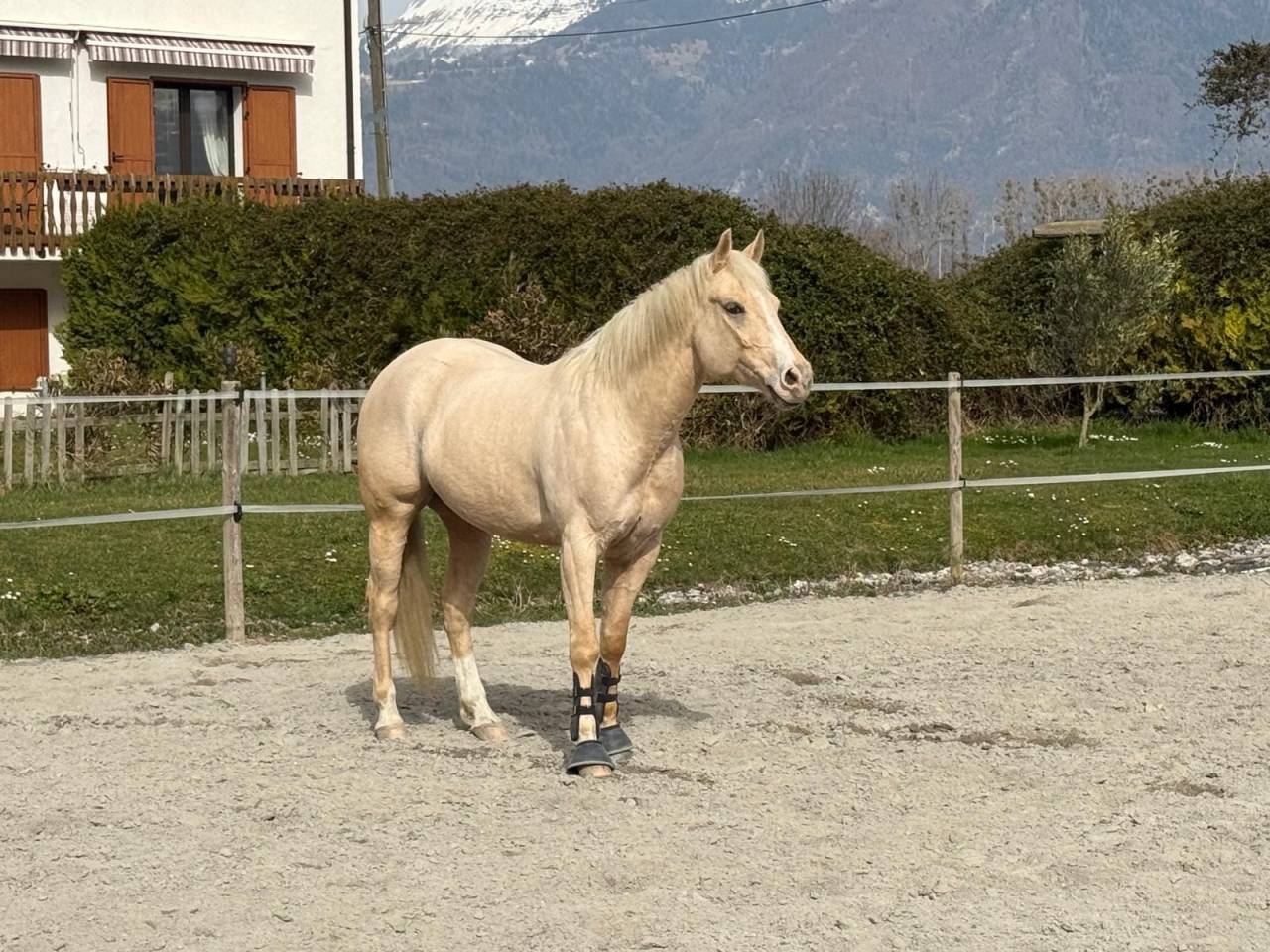 Castrone Quarter Horse In vendita 2020 Palomino