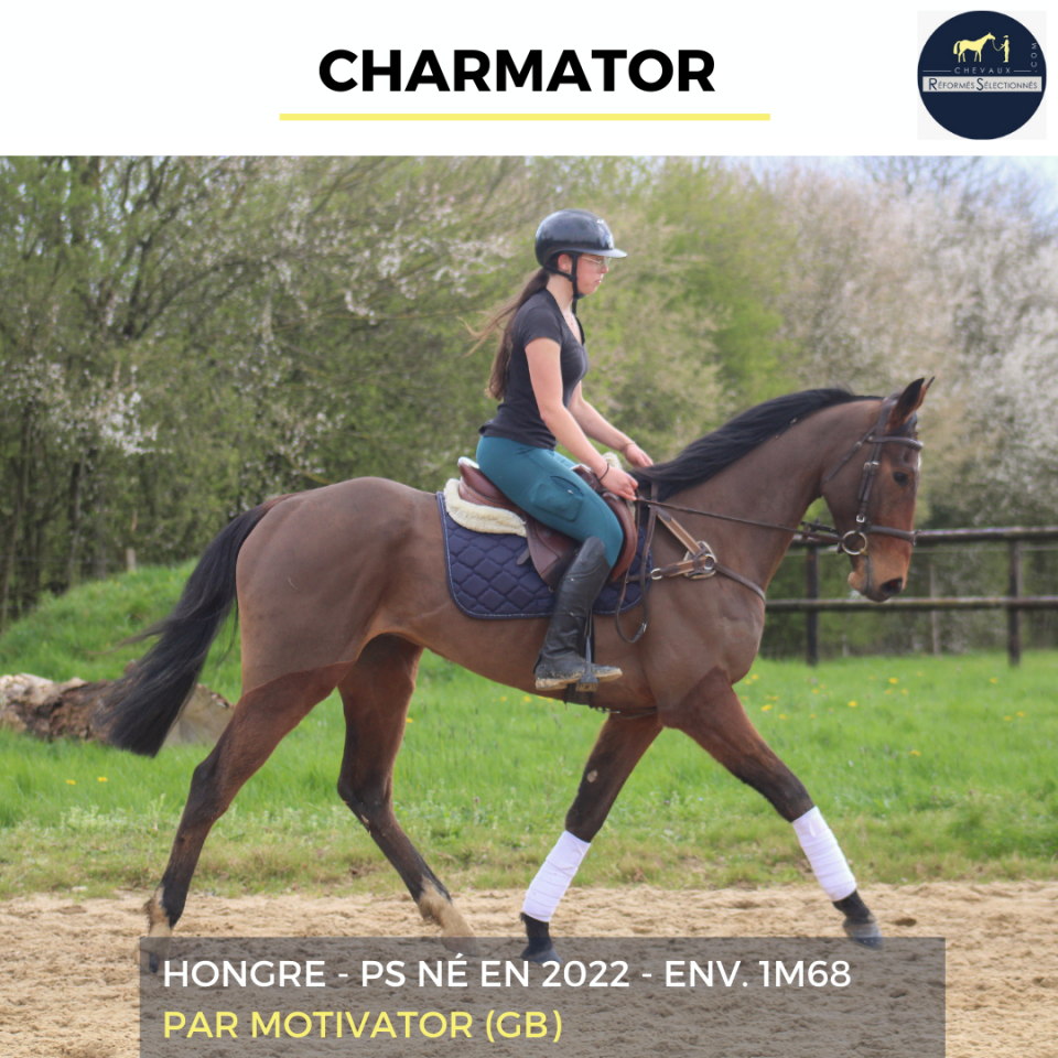 Castrone Purosangue In vendita 2022 Baio