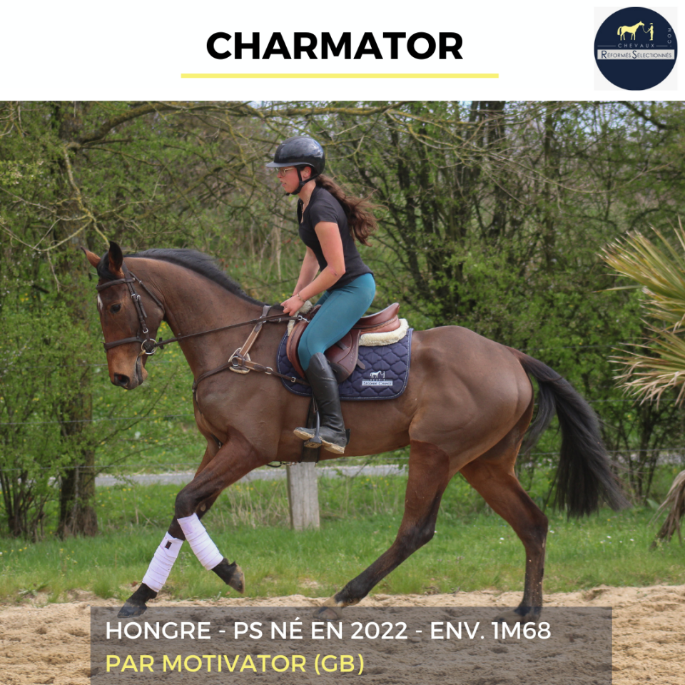 Castrone Purosangue In vendita 2022 Baio