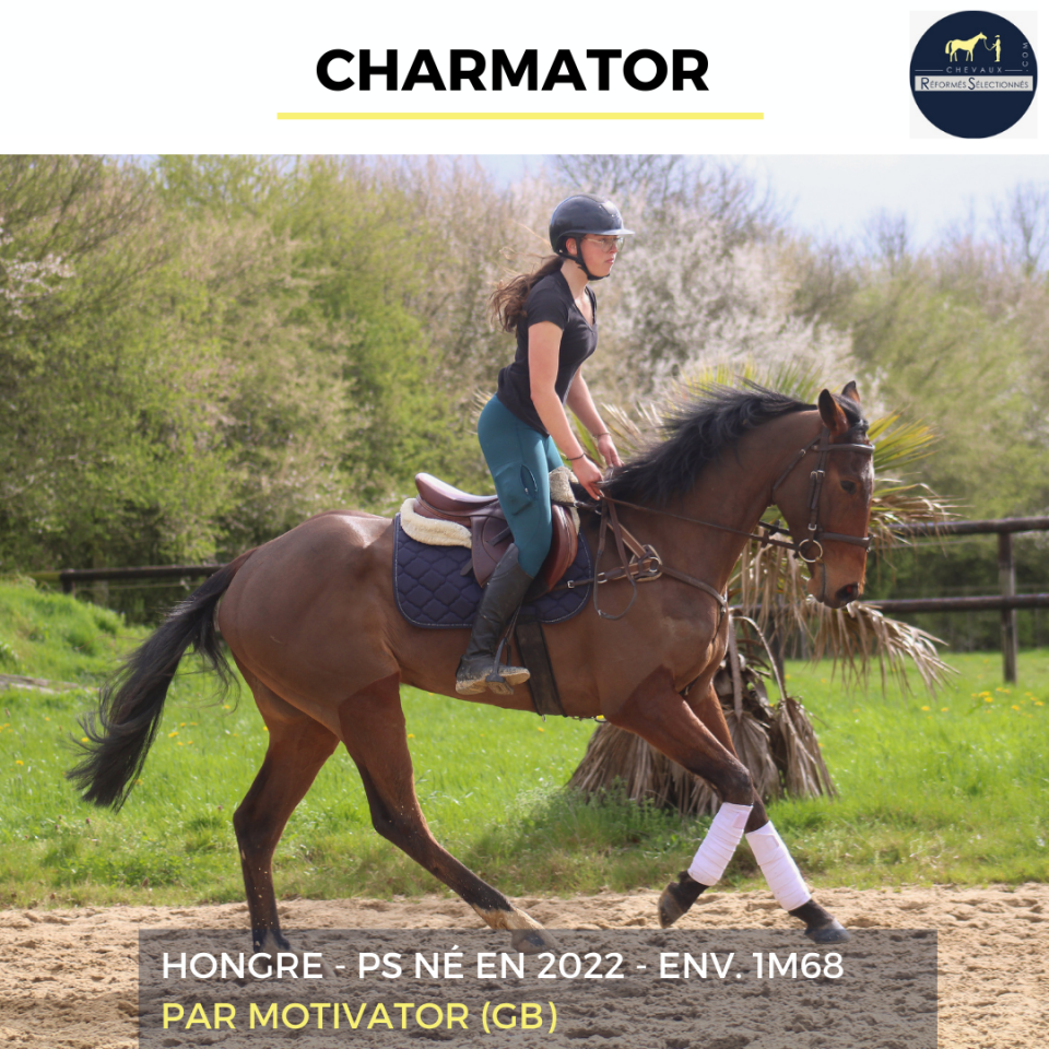 Castrone Purosangue In vendita 2022 Baio