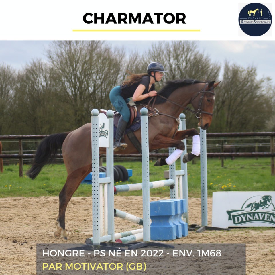 Castrone Purosangue In vendita 2022 Baio