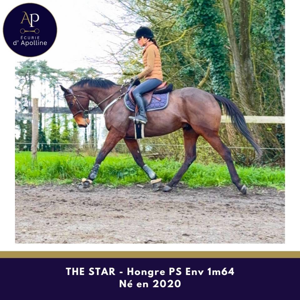 Castrone Purosangue In vendita 2020 Baio