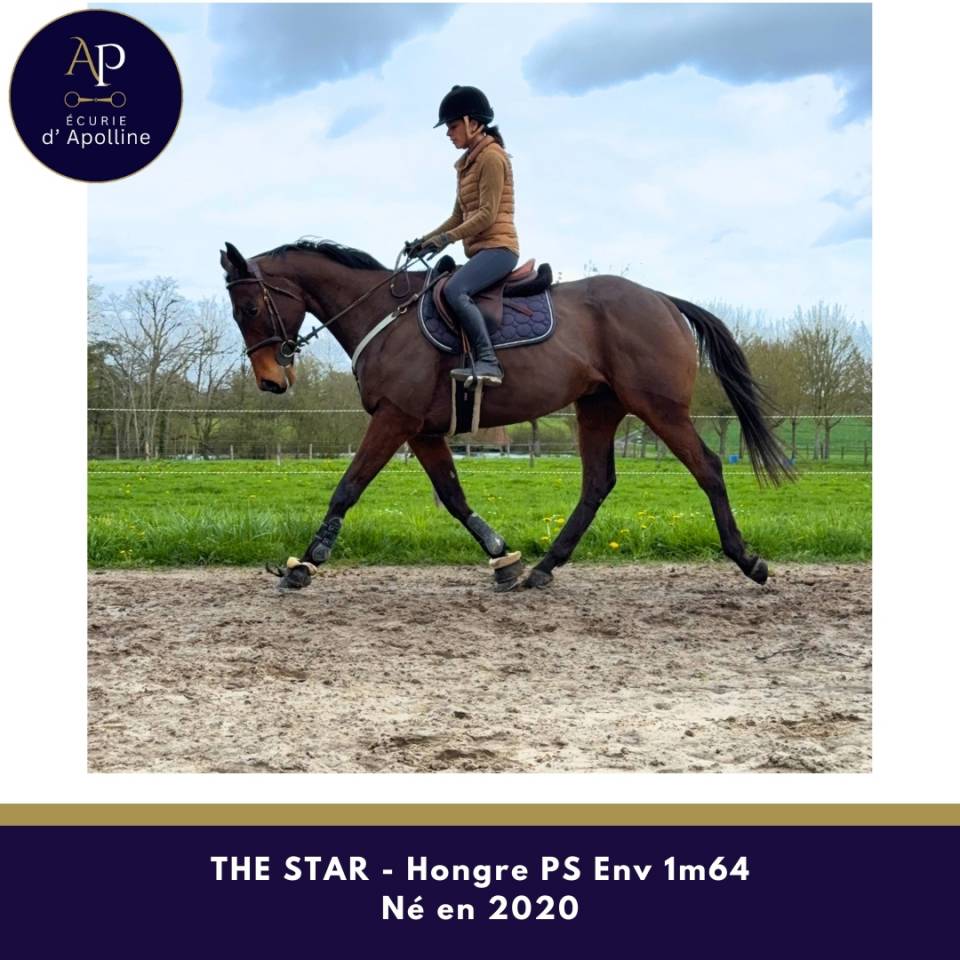 Castrone Purosangue In vendita 2020 Baio