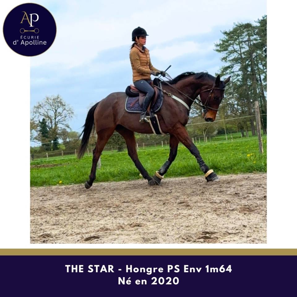 Castrone Purosangue In vendita 2020 Baio