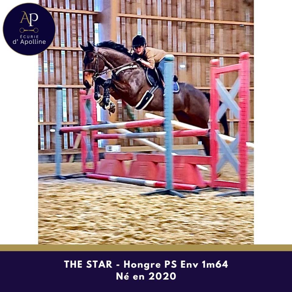 Castrone Purosangue In vendita 2020 Baio