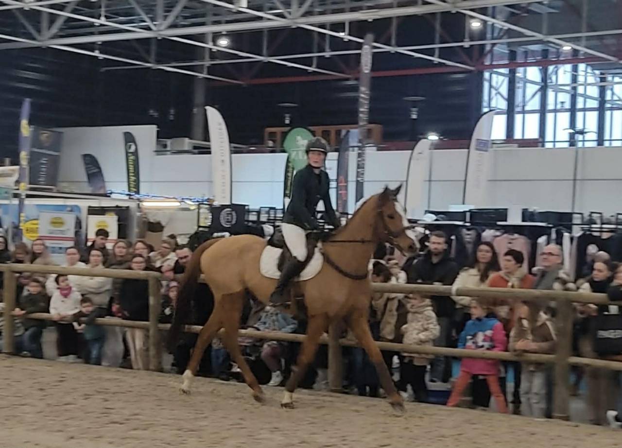 Castrone Purosangue In vendita 2019 Sauro