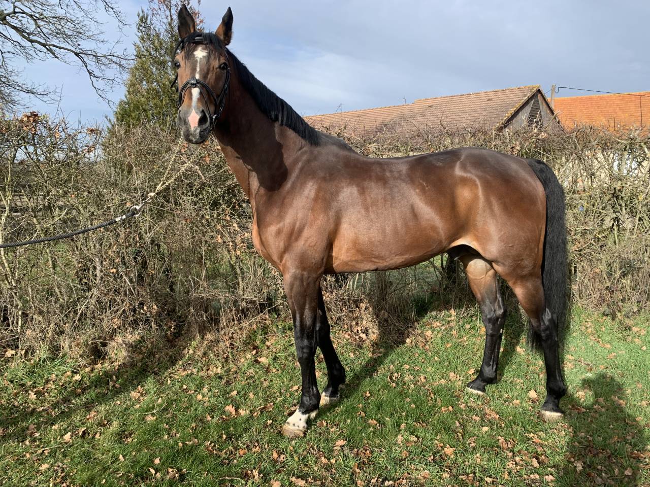 TEAM DU TEMPLE - Sella Francese 2007 ,  FOR PLEASURE