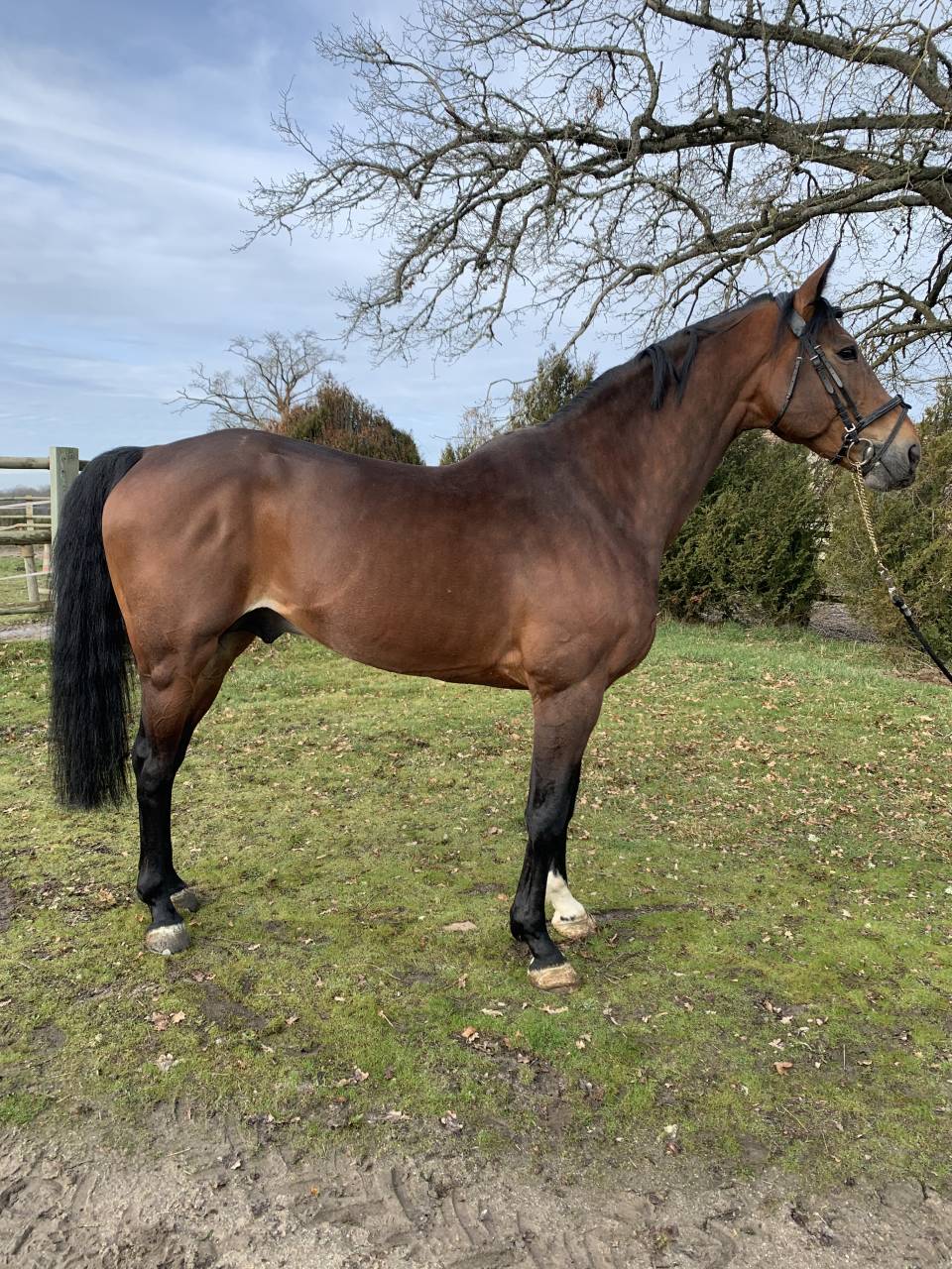 TEAM DU TEMPLE - Sella Francese 2007 ,  FOR PLEASURE