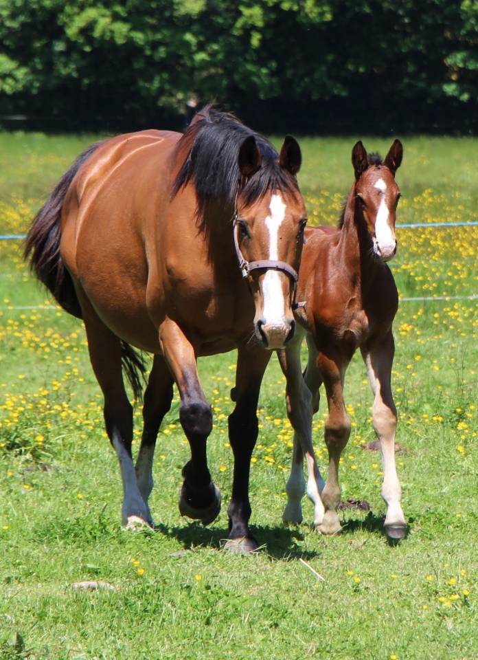 Puledro Sella Francese In vendita 2025 Baio