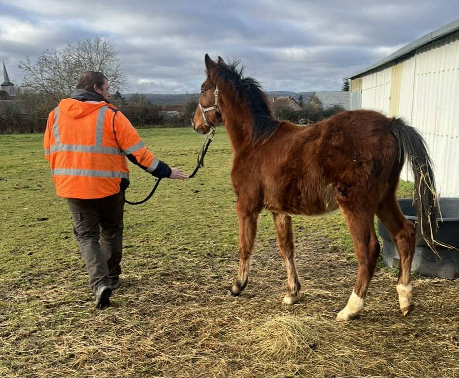 Puledro Sella Francese In vendita 2025 Baio