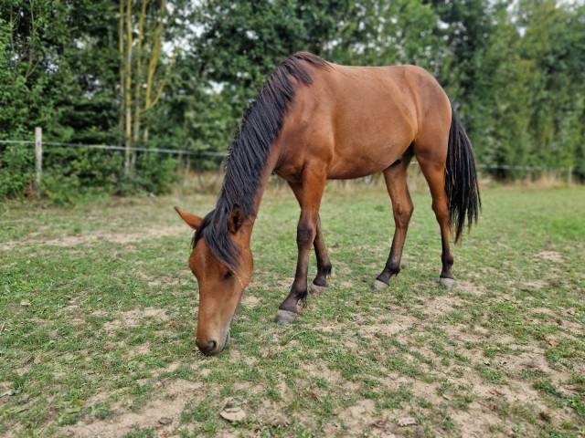 Castrone Origine non conosciuta  In vendita 2023 Baio