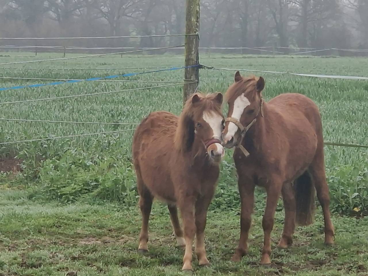 Castrone Origine non conosciuta  In vendita 2023 Baio