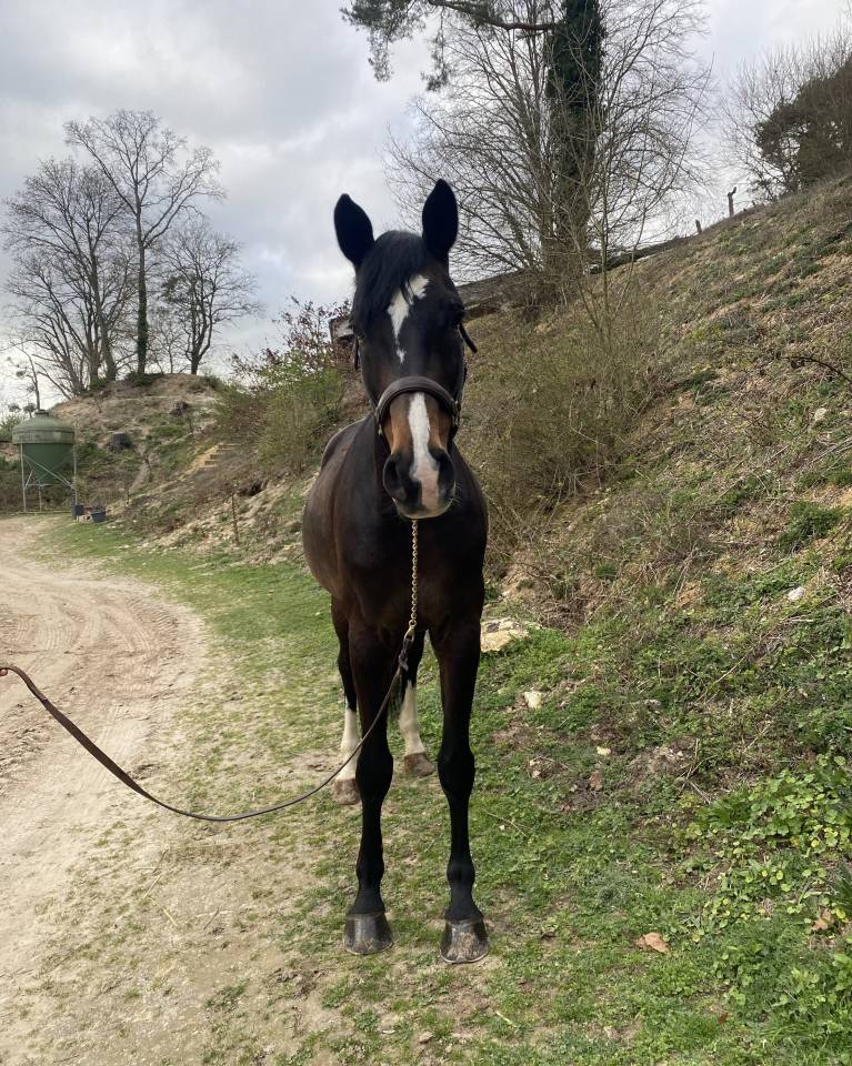 Castrone Zangersheide In vendita 2015 Baio scuro