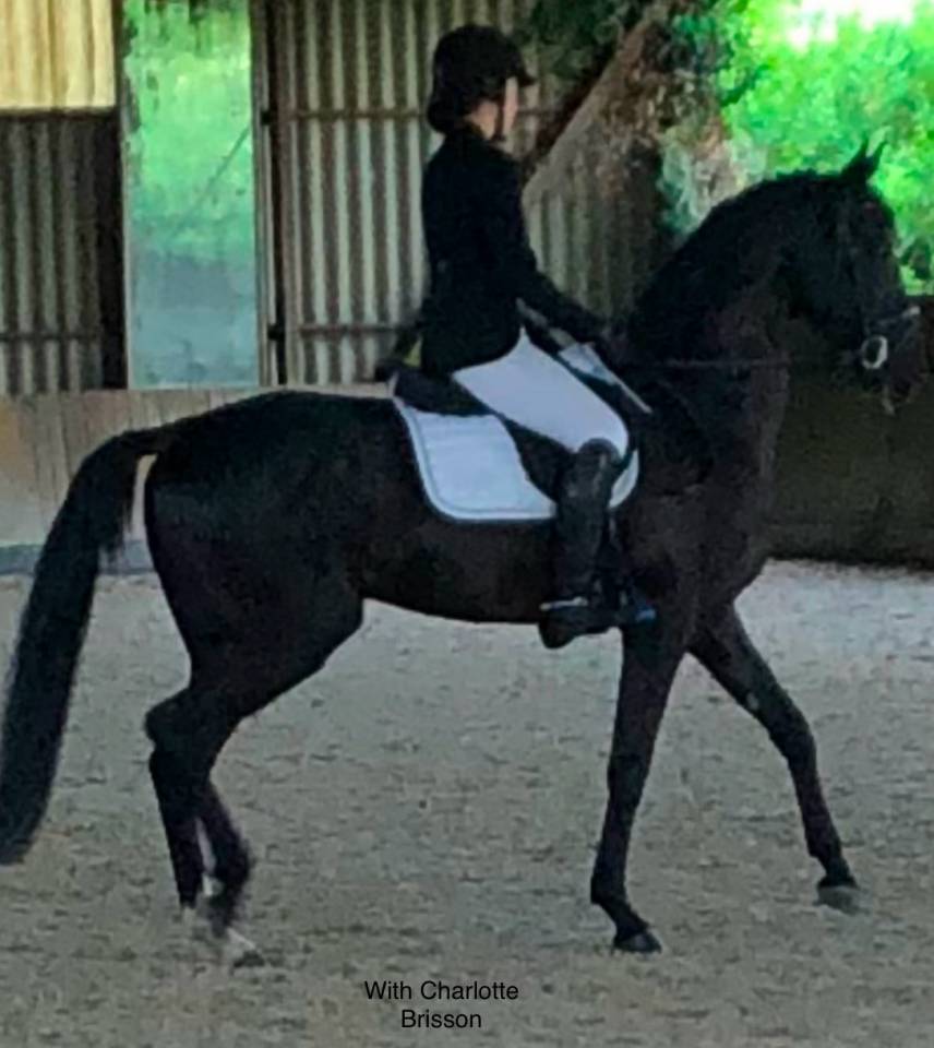 Aydogdy - Akhal Teke 2014 ,  REAL