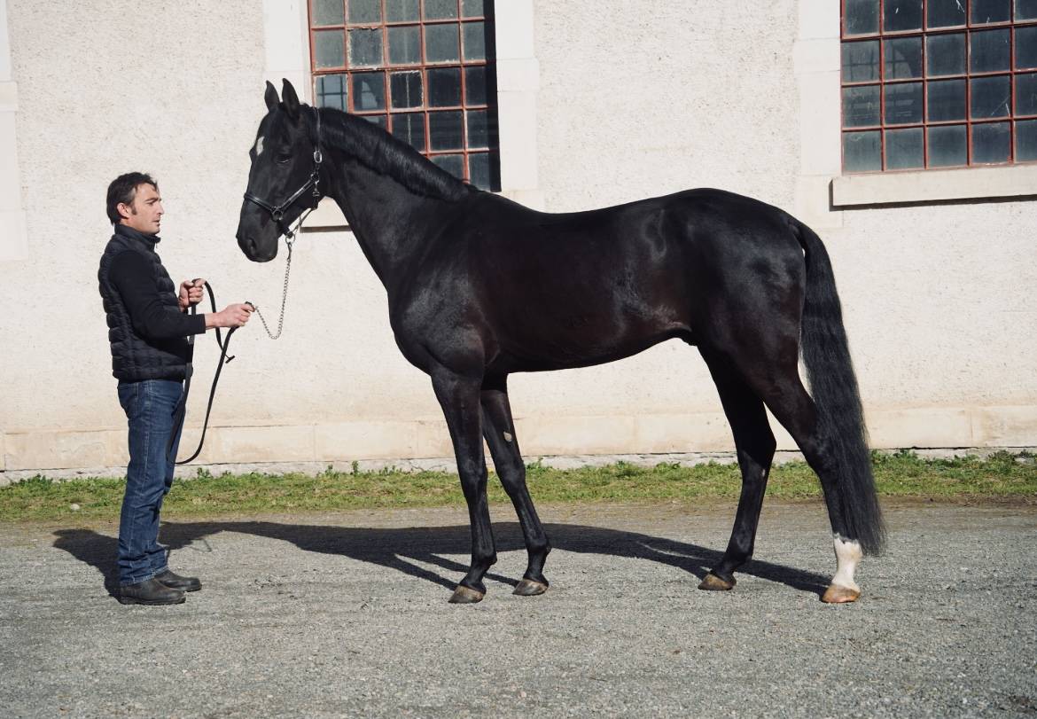 Aydogdy - Akhal Teke 2014 ,  REAL