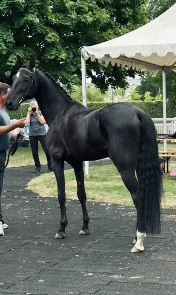 Aydogdy - Akhal Teke 2014 ,  REAL