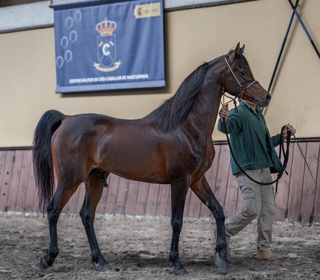 Eminem Mandorlati  - Arabo 2013 ,  Gai El Jullyen