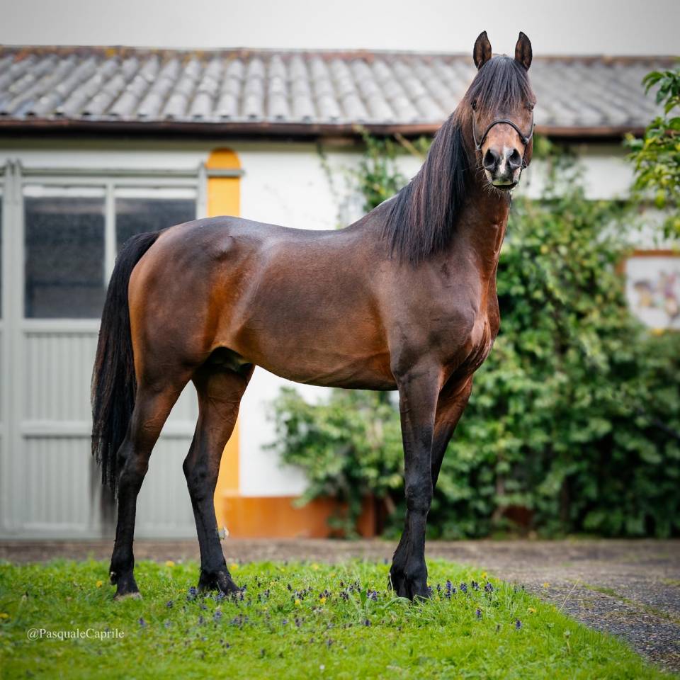 Eminem Mandorlati  - Arabo 2013 ,  Gai El Jullyen