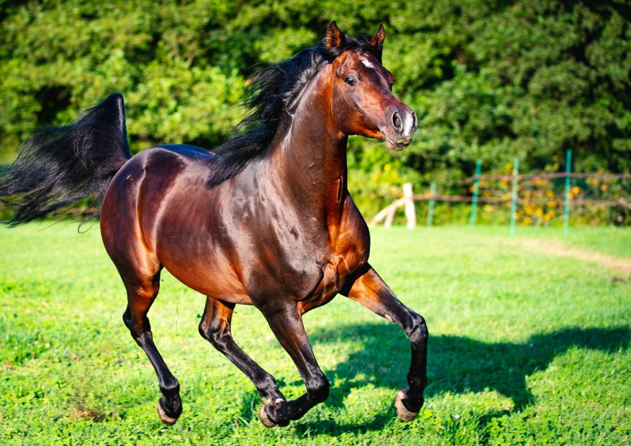 Eminem Mandorlati  - Arabo 2013 ,  Gai El Jullyen