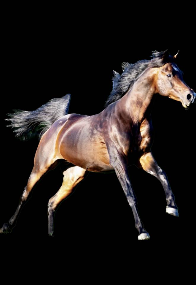 Eminem Mandorlati  - Arabo 2013 ,  Gai El Jullyen