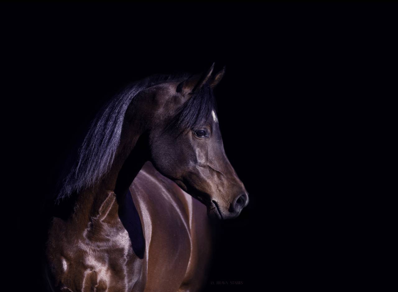 Eminem Mandorlati  - Arabo 2013 ,  Gai El Jullyen