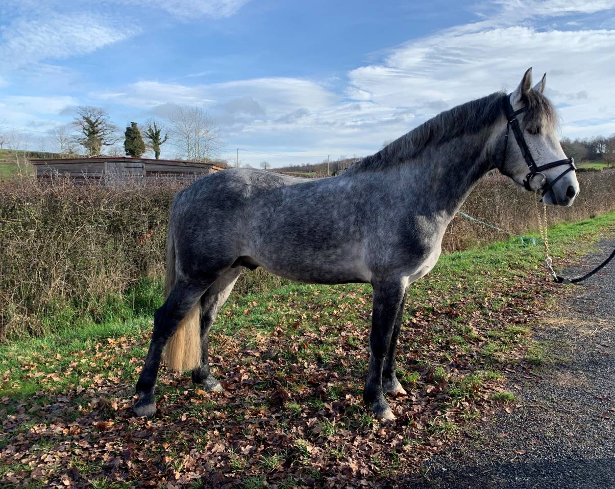 GALION DE MINUIT - Connemara 2016 ,  GRANIT'BOY PONDI