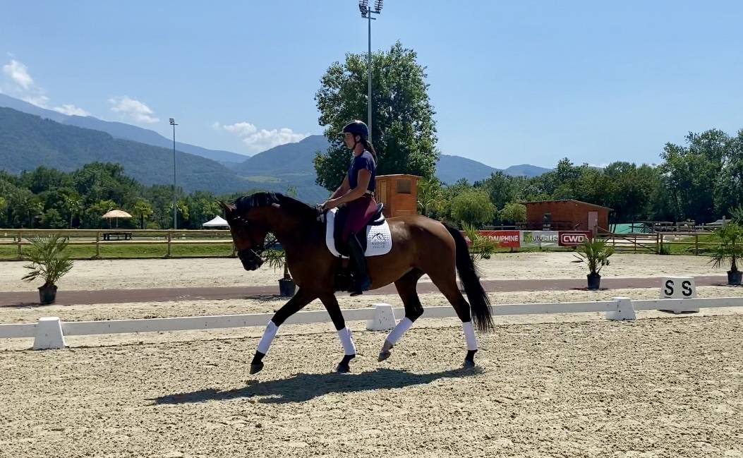 Cavalla CDF - Cavallo da dressage francese In vendita 2020 Baio