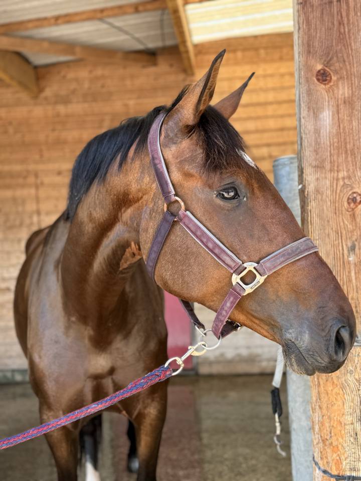 Cavalla CDF - Cavallo da dressage francese In vendita 2020 Baio
