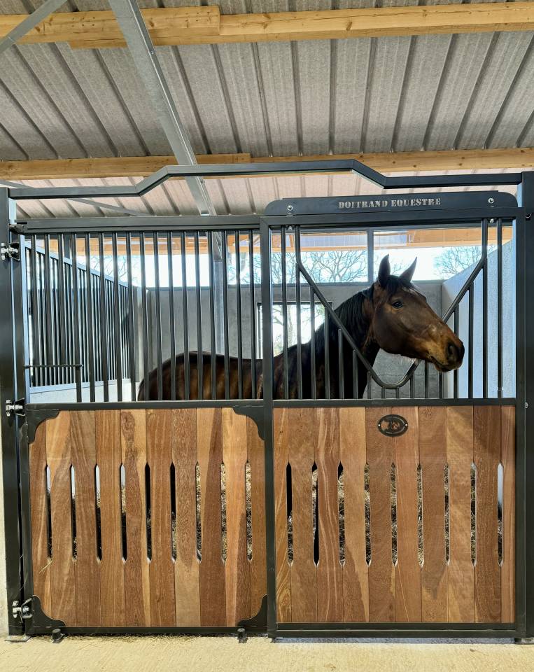 Cavalla CDF - Cavallo da dressage francese In vendita 2020 Baio