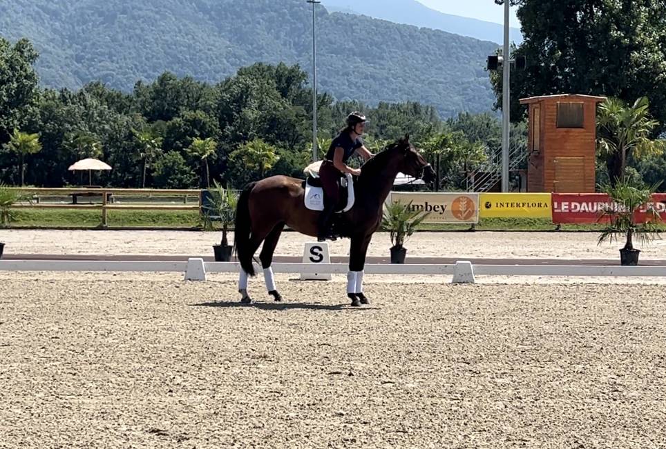 Cavalla CDF - Cavallo da dressage francese In vendita 2020 Baio