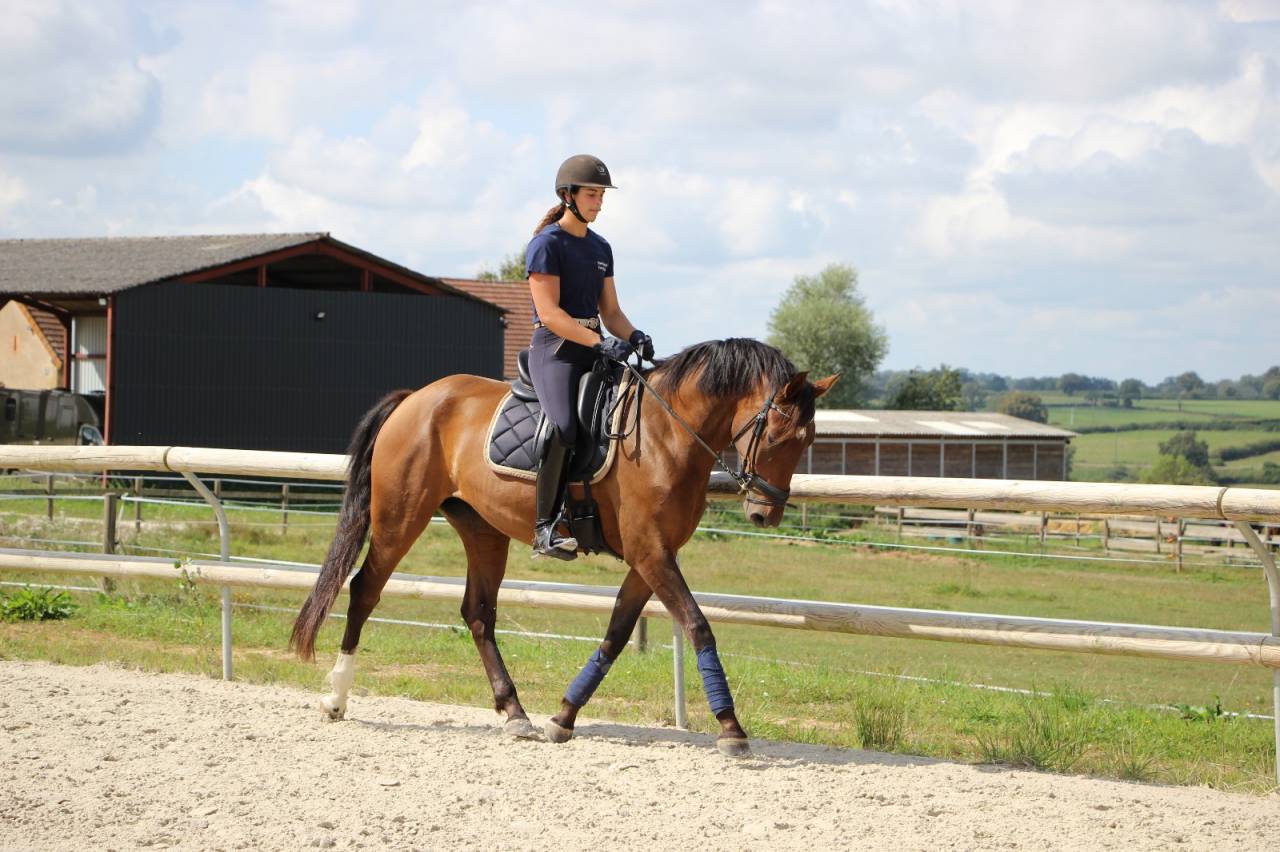 Cavalla CDF - Cavallo da dressage francese In vendita 2020 Baio