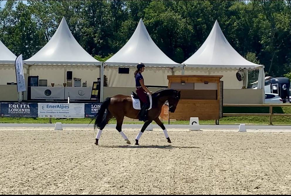 Cavalla CDF - Cavallo da dressage francese In vendita 2020 Baio