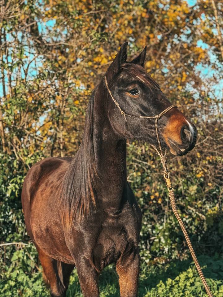 Puledra Westphalien In vendita 2024 Baio